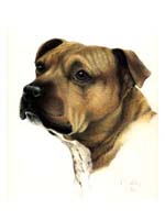 Staffordshire Terrier